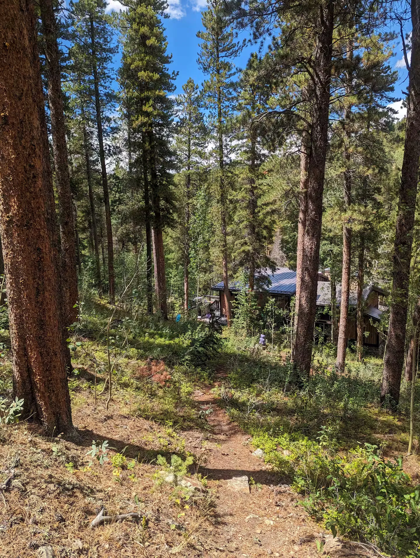 Pines along the private backyard trail.