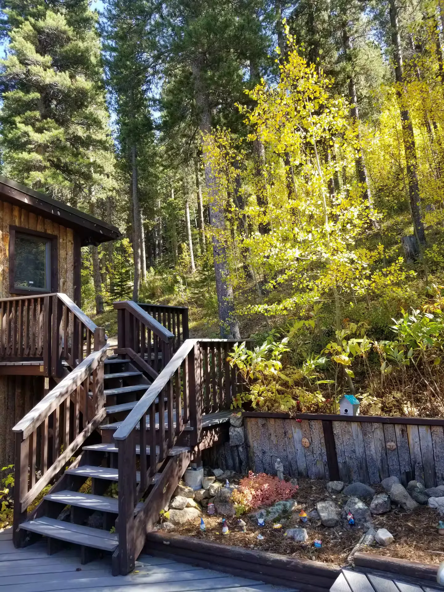 The deck framed by towering pines.