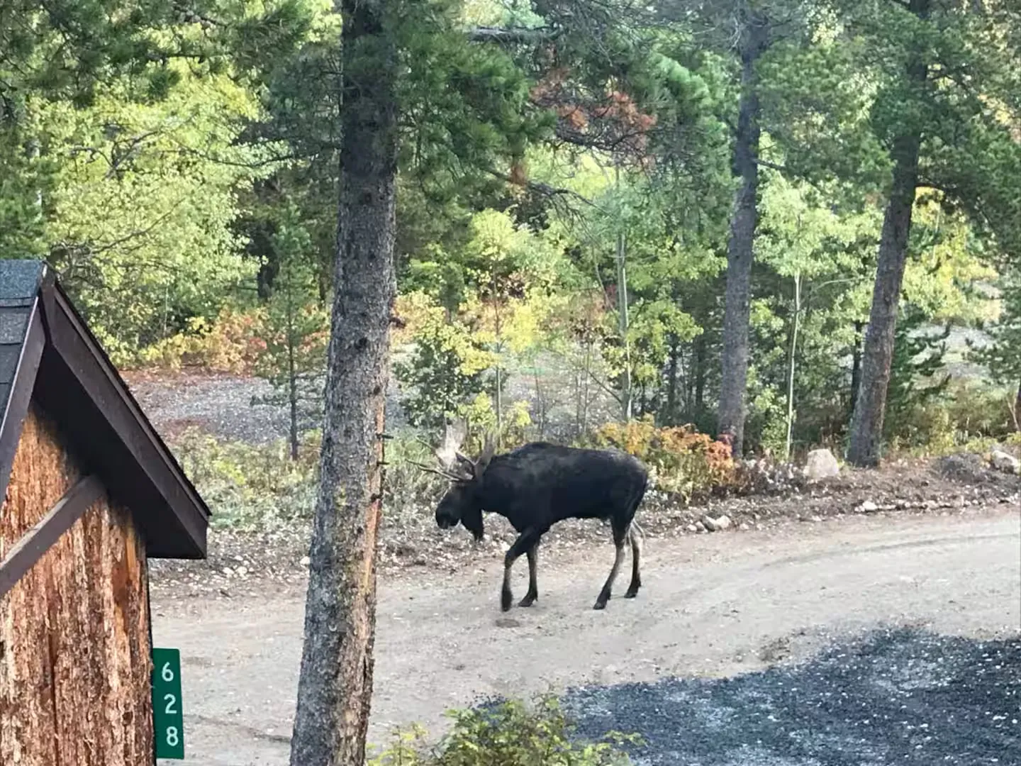 A moose grazing near the cabin.
