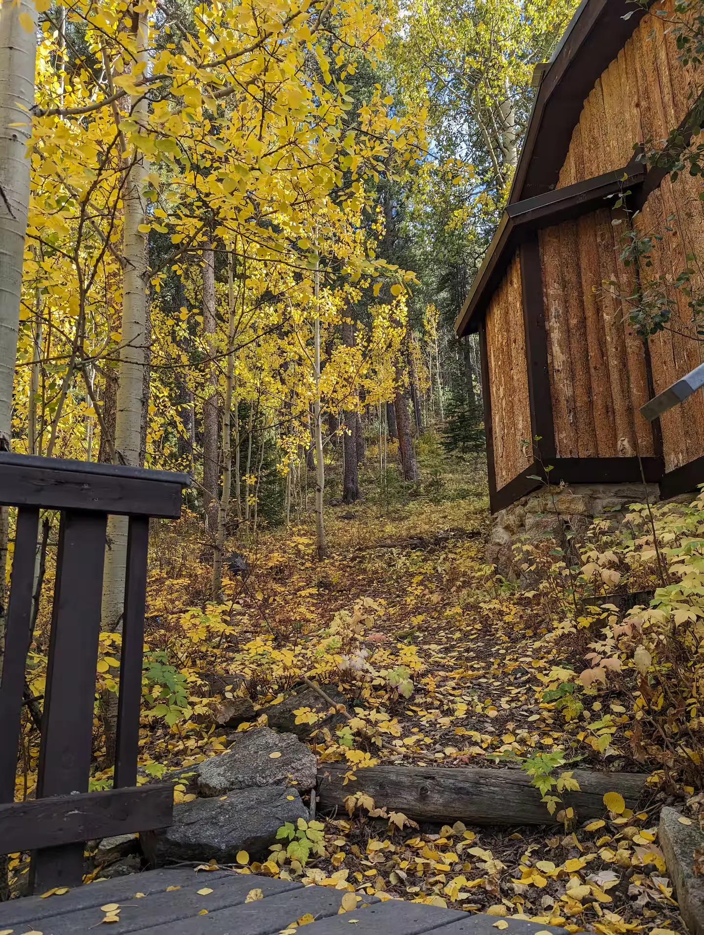 Golden autumn color beside the cabin.