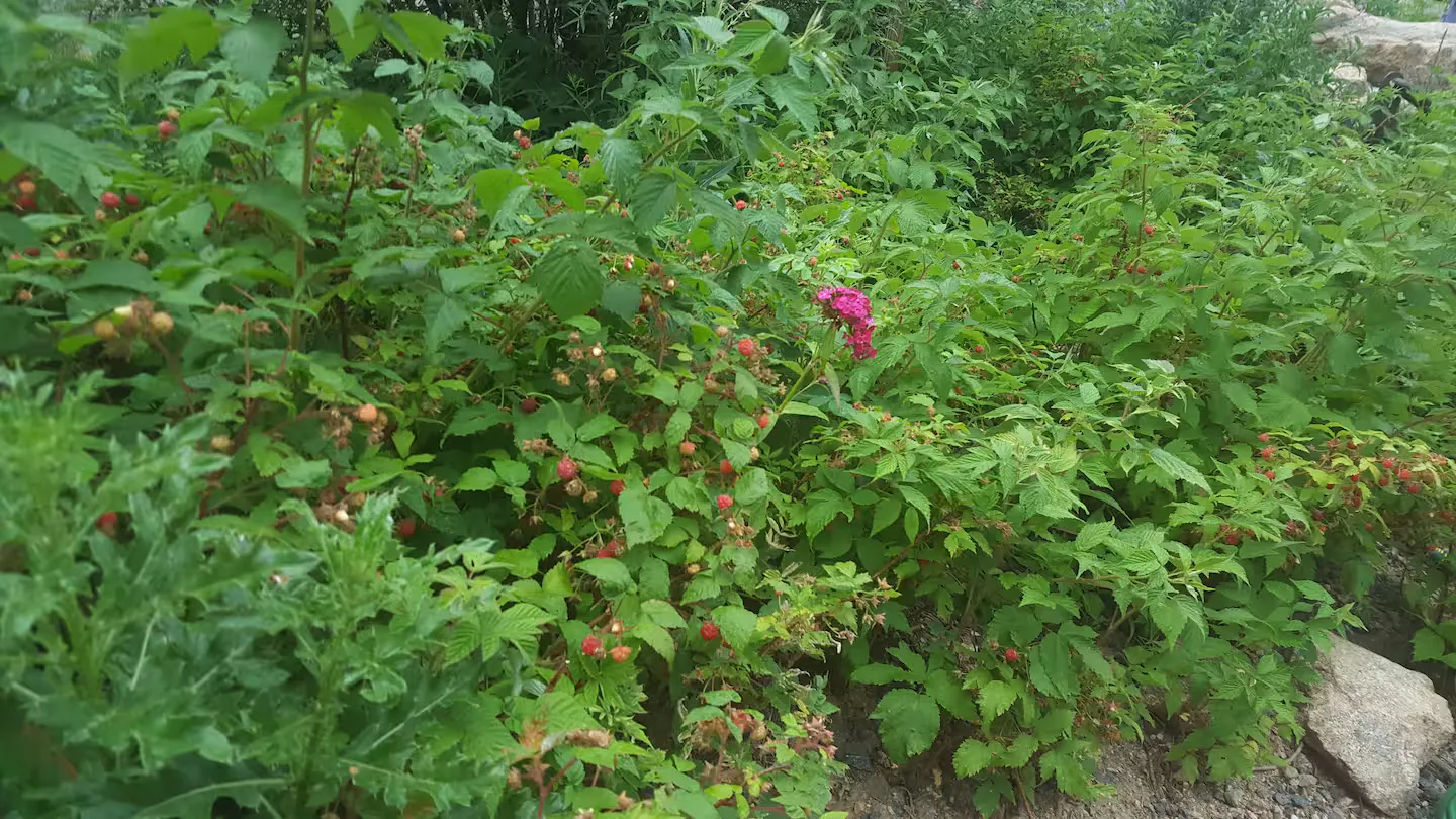 Wild raspberries ripening along the trail.