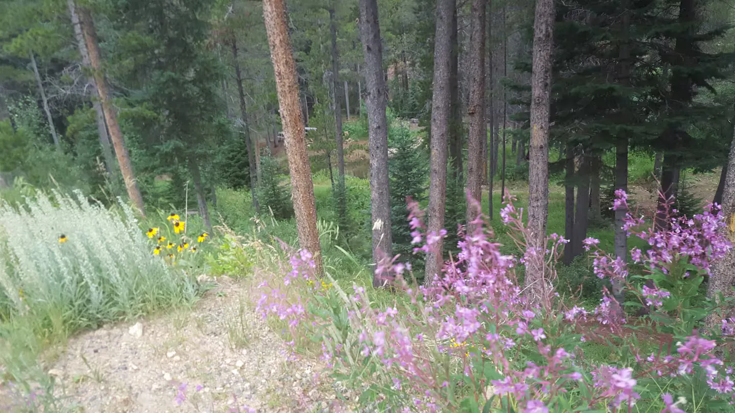 Summer wildflowers across the property.