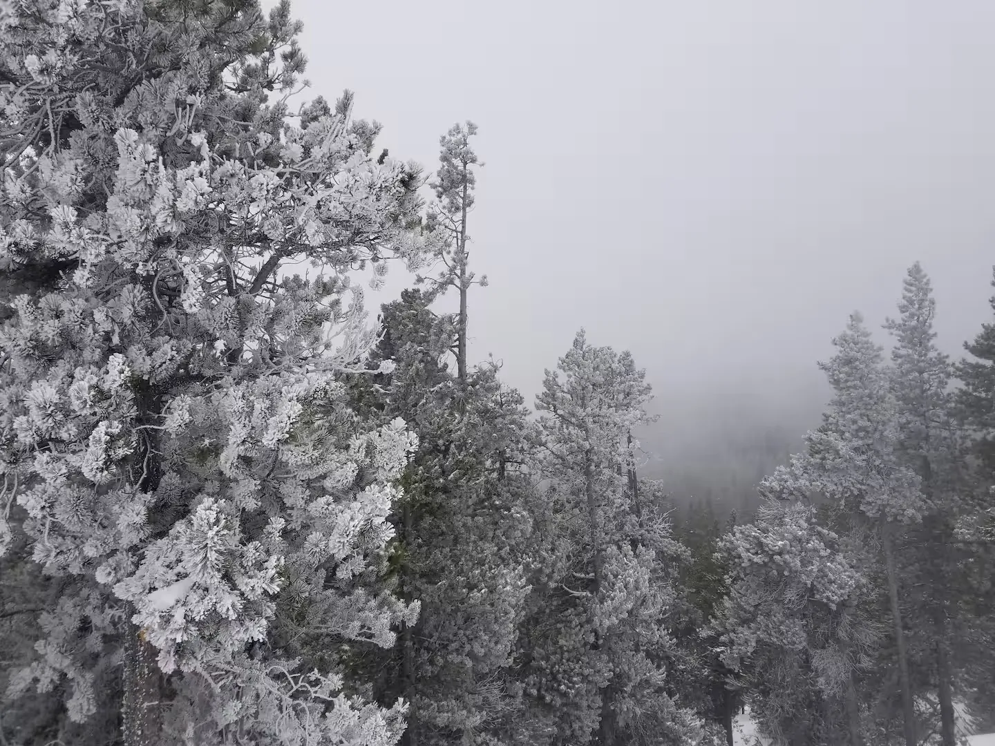 Mist drifting through the snowy pines.